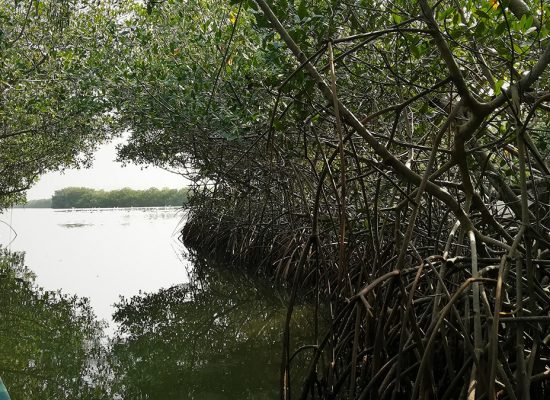ruta-ecologica-en-cartagena-tour-por-los-manglares-de-la-boquilla-5