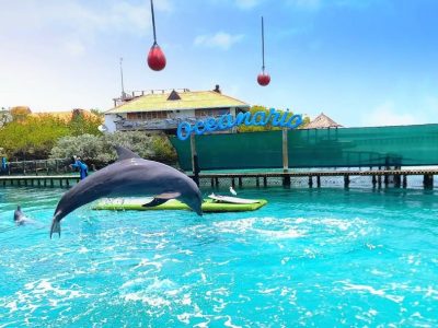 Delfines durante la visita al Oceanario de las Islas del Rosario