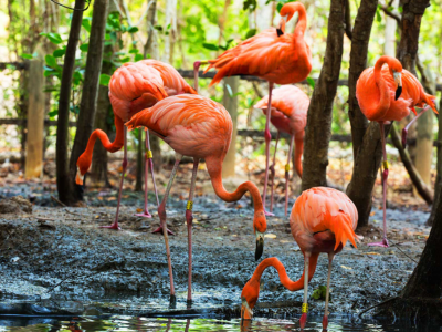 Aviario Cartagena