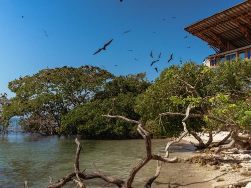 Manglares y vegetación tropical en las Islas del Rosario