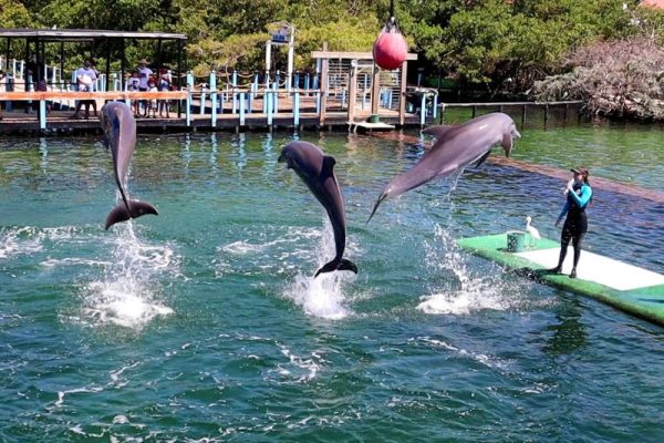 Delfines en el Oceanario durante la visita incluida en el tour Top Lux Islas del Rosario